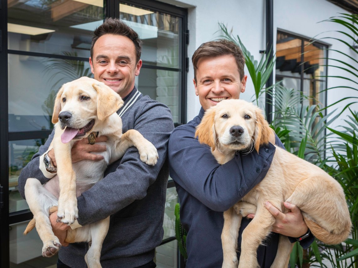 Meet Guide Dogs Ant and Dec!