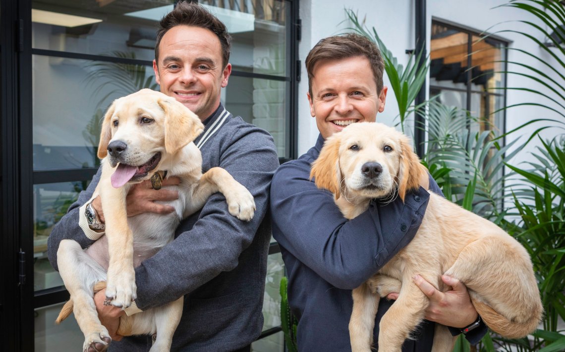 Meet Guide Dogs Ant and Dec!