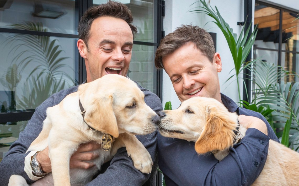 Meet Guide Dogs Ant and Dec!